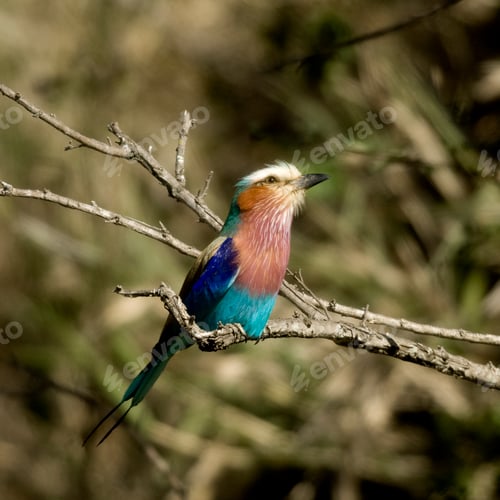 Preview: Lilac-breasted Roller Masai mara Kenya