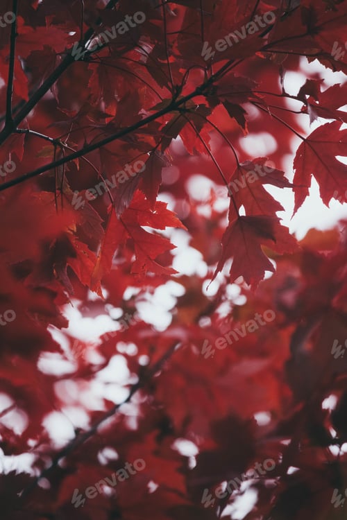Preview: Closeup vertical shot of beautifully deep red colored leaves on branches of a tree during Autumn