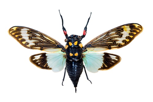Preview: Insect