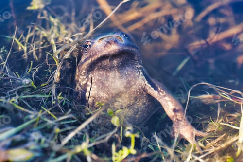 Preview: European common frog (Rana temporaria)