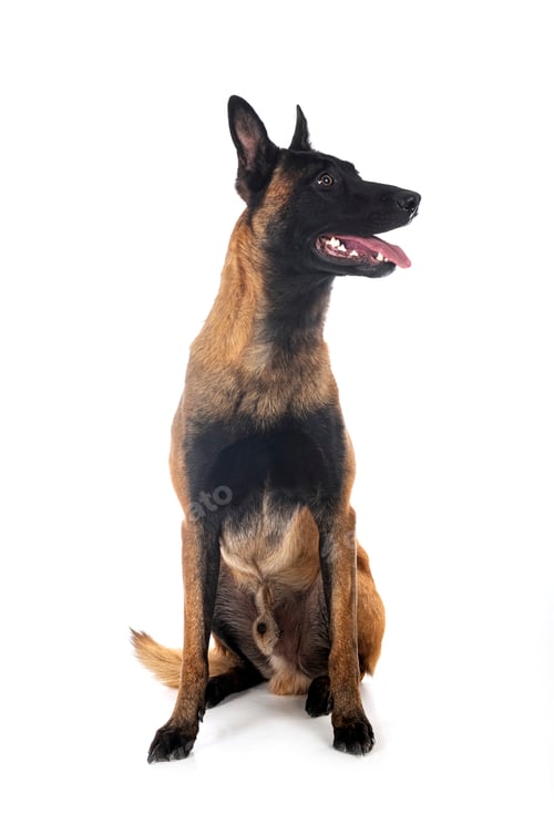 Preview: malinois in studio