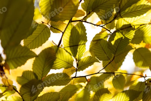 Preview: close up view of autumnal golden foliage on tree branch in sunlight