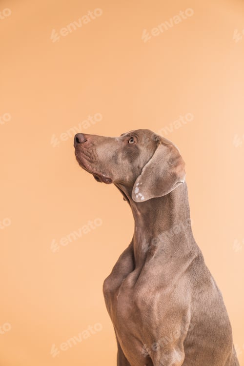 Preview: Weimaraner dog looking up with elegant profile