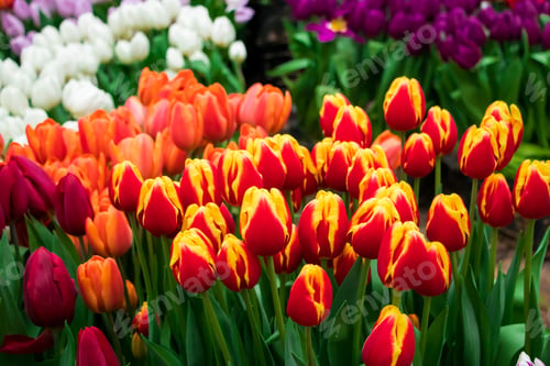 Preview: Tulip Festival. Bright colorful flowers. Spring and holiday symbol.