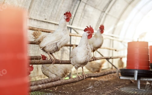Preview: Mother Natures very first alarm clock. Shot of chickens in a hen house on a farm.