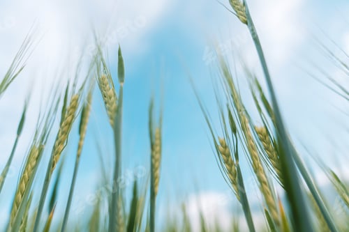 Preview: Green ears of wheat close up against blue sky
