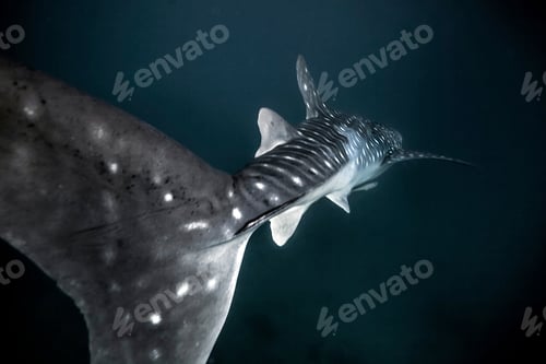 Preview: Whale Shark (Rhincodon typus) swimming in the deep water off Malapascua Island, Cebu, Philippines