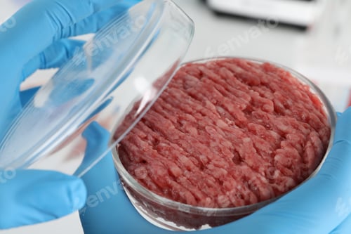 Preview: Scientist holding Petri dish with raw minced cultured meat, closeup