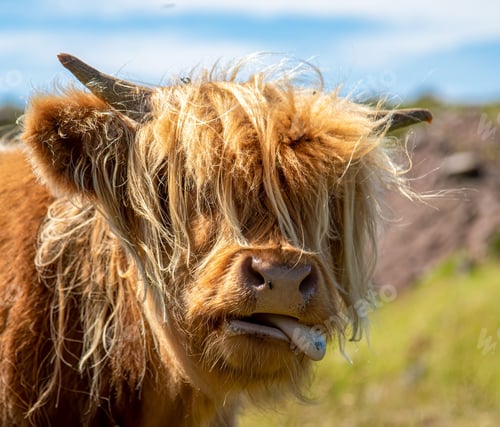 Preview: Closeup of a cute fluffy highland cattle sticking the tongue out in the lush green field