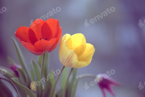Preview: Colorful tulip flowers in the garden