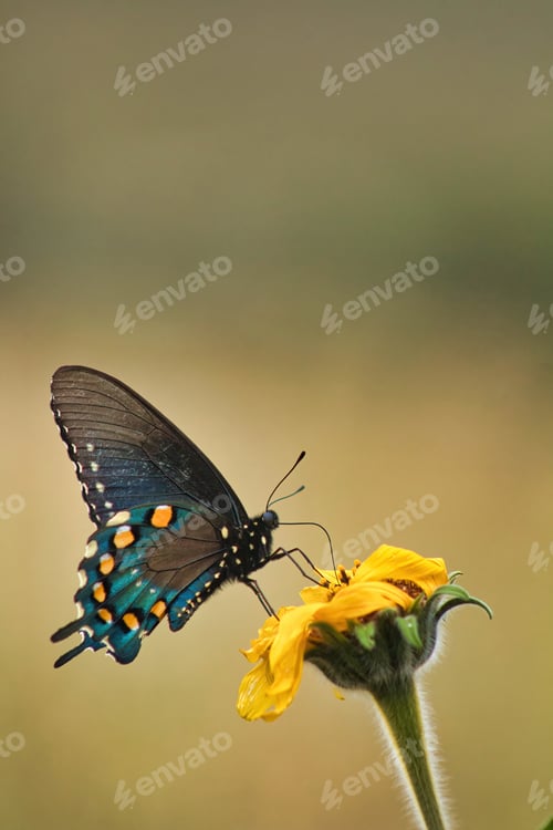 Preview: Butterfly on a yellow flower in the garden, Thailand.