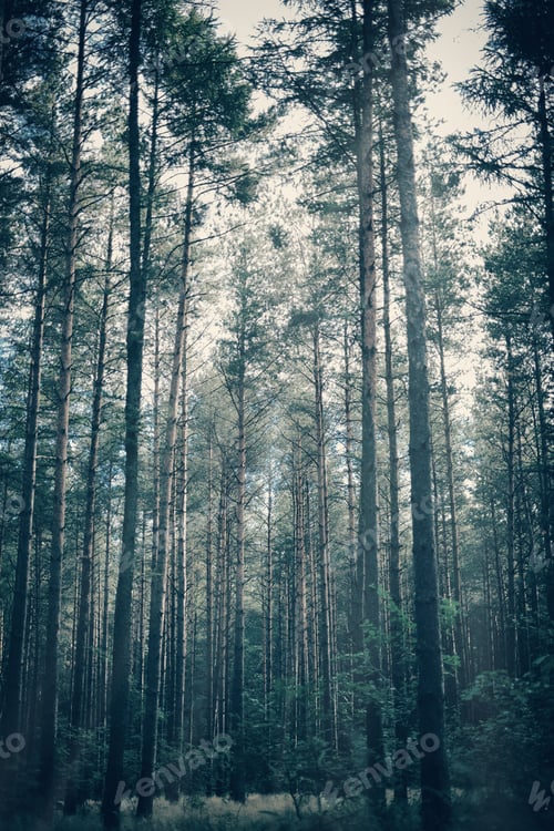 Preview: Foggy, moody forest with tall trees.
