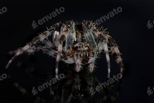 Preview: Cross spider (Araneus diadematus)