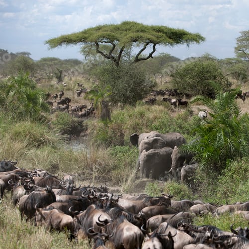 Preview: Elephants and Wildebeest at the Serengeti National Park, Tanzania, Africa