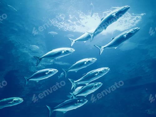 Preview: Group of fishes in blue ocean