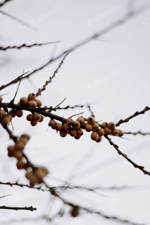 Preview: Moody tree wallpaper / winter weather/ berries on the tree