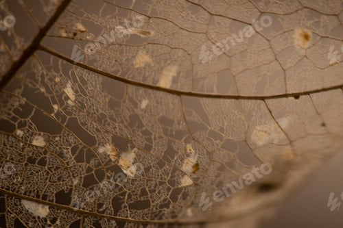 Preview: Skeleton leaves isolated - Leaf veins, Dry leaf detail texture in front to light-dry leaves