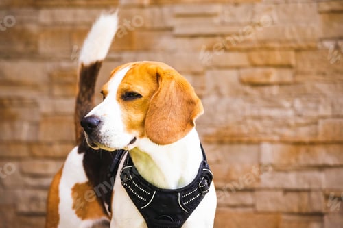 Preview: Beautiful beagle dog on bricked wall background outdoors. Copy space on right