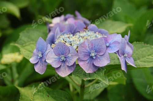 Preview: Close-up of a vibrant purple hydrangea flower in full bloom with lush green leaves
