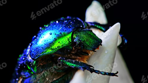 Preview: Close-up view of green rose chafer - Cetonia Aurata beetle
