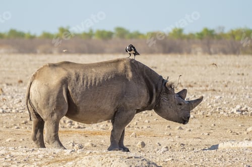 Preview: Rhinoceros with Bird on Back in African Plains