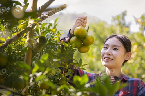 Preview: Farmer holding branch of fresh orange after harvest in the garden.