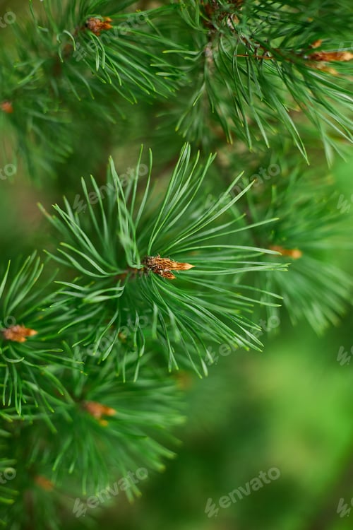 Preview: Close Up of Green Pine Tree Needles in a Forest