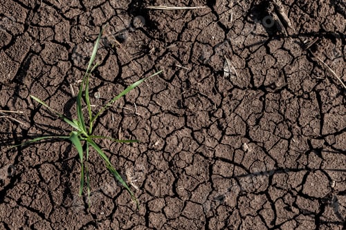 Preview: Dry Land