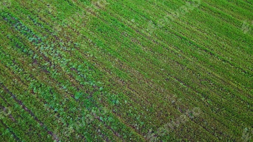 Preview: Aerial green field valley view. Drone flying above lush agricultural farmland