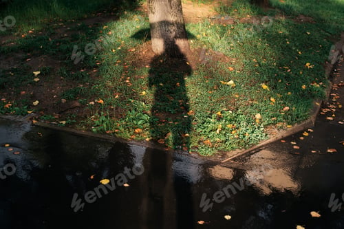 Preview: Fallen yellow autumn leaves on green grass, shadow of a man with an umbrella. Autumn weather after