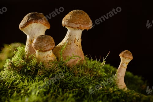 Preview: Cluster of Mushrooms on Moss, honey mushrooms