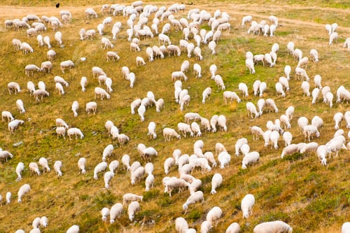 Preview: Large flock of sheep eats grass on mountain pastures