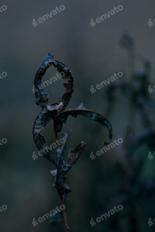 Preview: dark moody faded autumn leaf background, blue fall plants decay