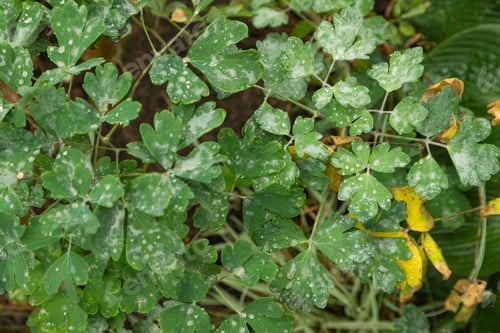 Preview: columbine leaves covered with powdery mildew