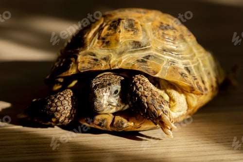 Preview: a land turtle crawls on the floor in a room