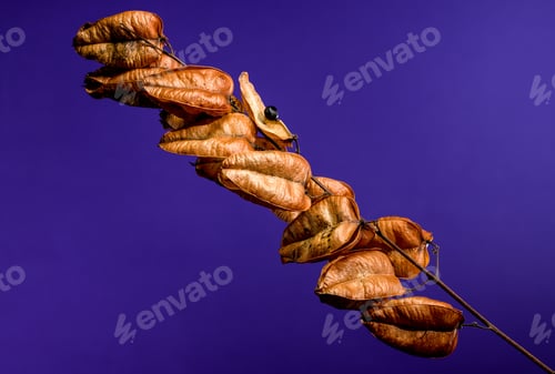 Preview: Koelreuteria paniculata or goldenrain tree on a purple background