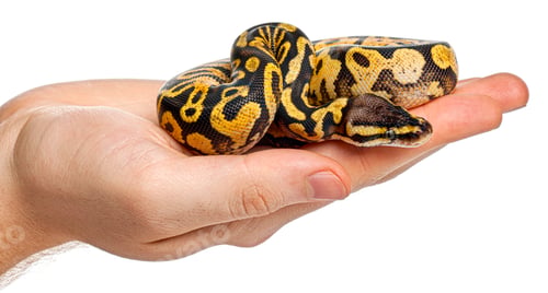 Preview: Person holding ball python snake in hand