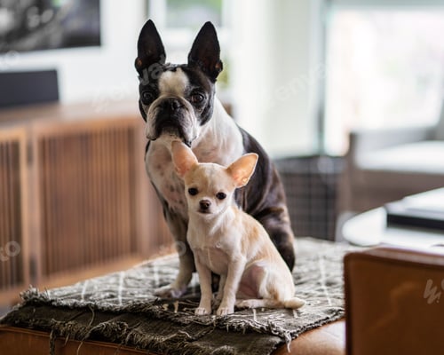 Preview: Two cute dogs sitting next to each other on a leather couch