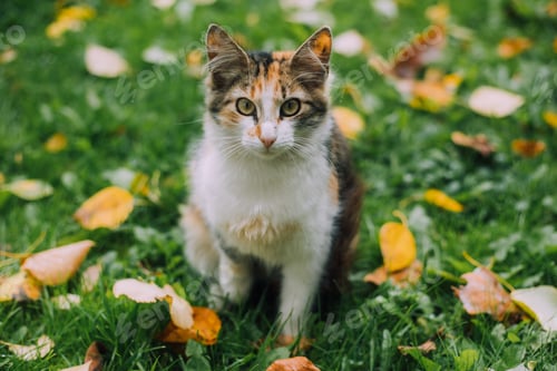 Preview: A street cat on a walk