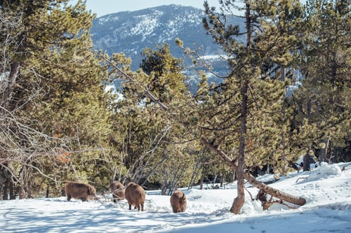 Preview: Boars pasturing between trees and snow