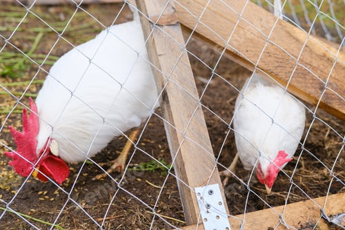 Preview: A rooster with a red crest on its head and white plumage eats grains behind a net in a wooden