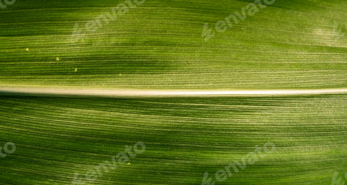 Preview: Green growing leaves of maize in a field.