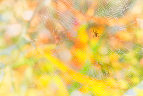 Preview: Spider Web in Autumn Color