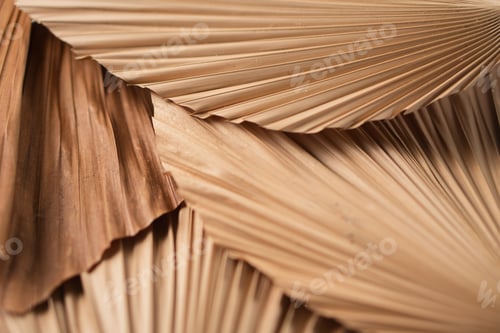 Preview: Close-Up of Dried Palm Leaves Textures