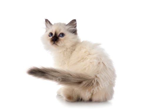 Preview: birman kitten in studio