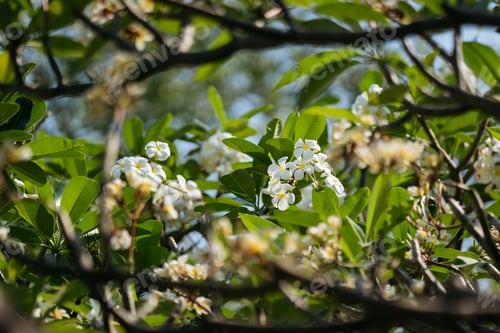 Preview: White Frangipani Among Green Leaves.