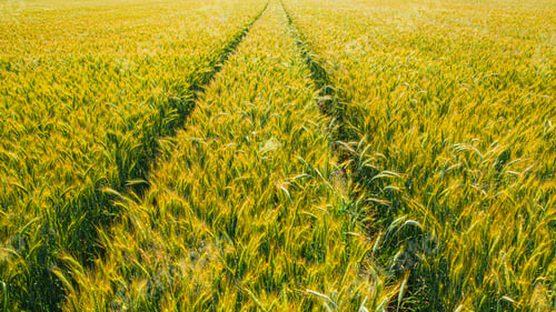 Preview: Closeup of golden fields of wheat in summer