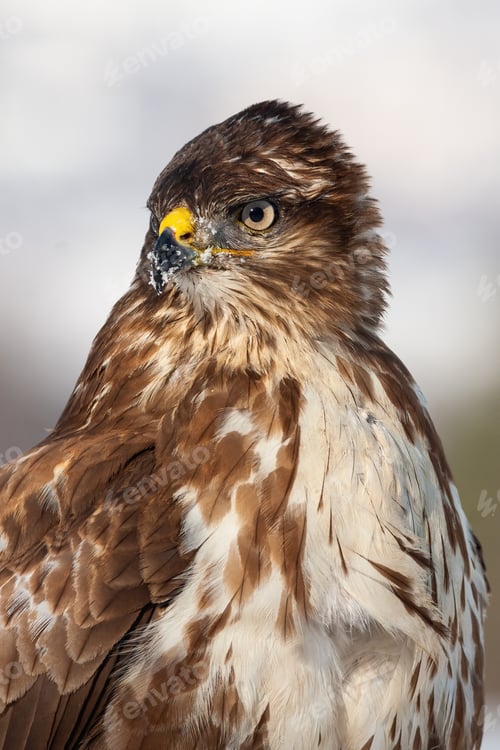 Preview: Vertical close-up portrait of a wild common buzzard in wintertime