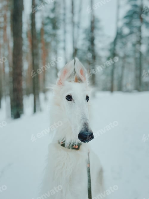 Preview: White dog