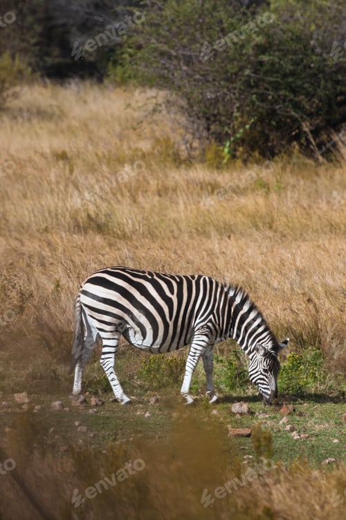 Preview: Striking Zebra Grazing in a Field of Grass